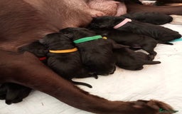 Labrador Retriever dogs for stud: fox Red extensively health tested 0-0 hips in Swansea - Image 12
