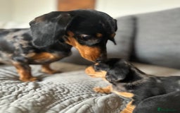 Miniature Dachshund dogs for sale: Splendid mini-dapple-doxies-shorthair - Image 10