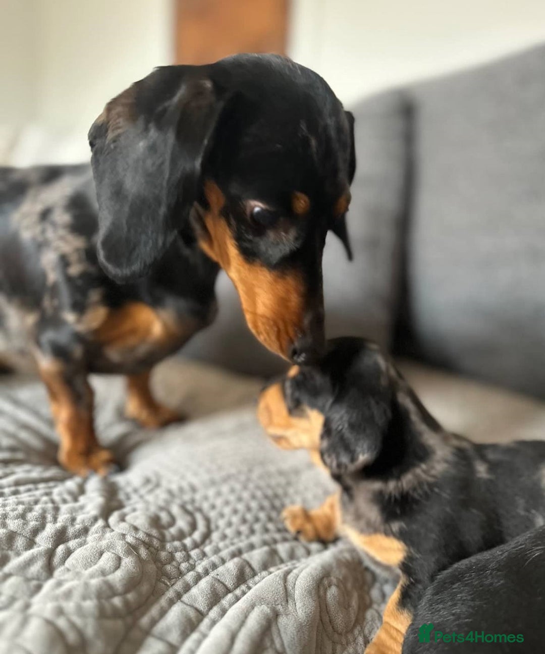 Miniature Dachshund dogs for sale: Splendid mini-dapple-doxies-shorthair - Image 10