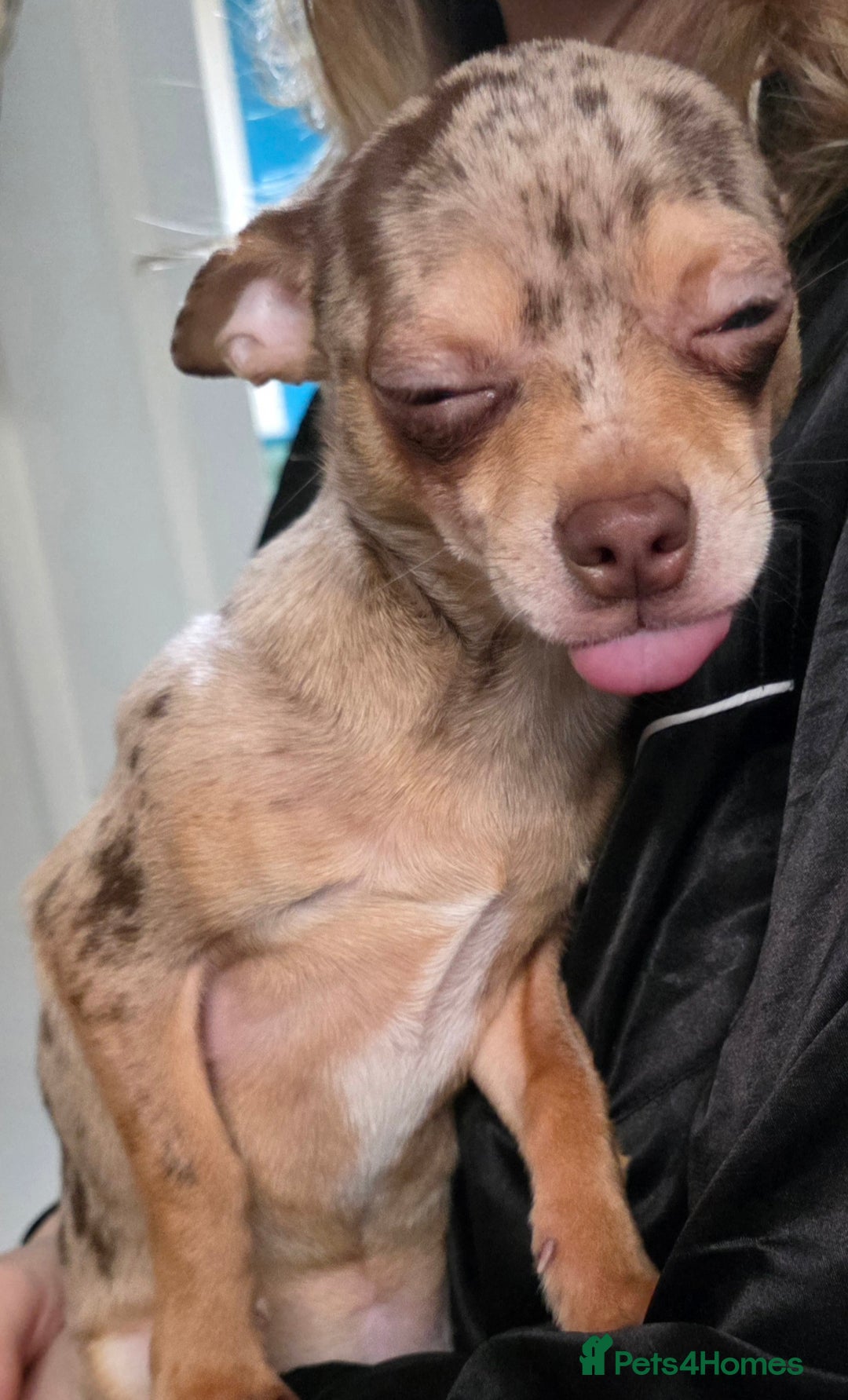 Chihuahua dogs for sale: Gorgeous Small Chihuahua Female  - Advert 3