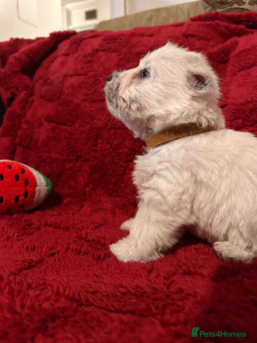 West Highland Terrier dogs for sale: West highland puppies - Advert 20