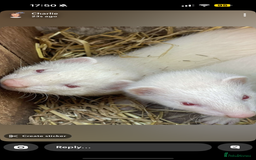 Ferret rodents for sale: 2 albino female ferrets - Image 1