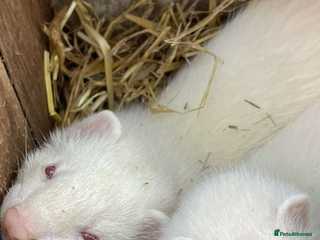 Ferret rodents - Advert 1