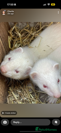 Ferret rodents - Advert 1