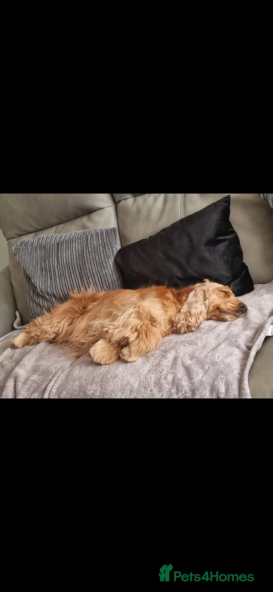 Cocker Spaniel dogs for sale: KC,DNa Clear for Adoption/ looking retirement 🏡  - Advert 3