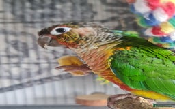 Conures birds for sale: Hand reared baby green cheeked conure - Image 2
