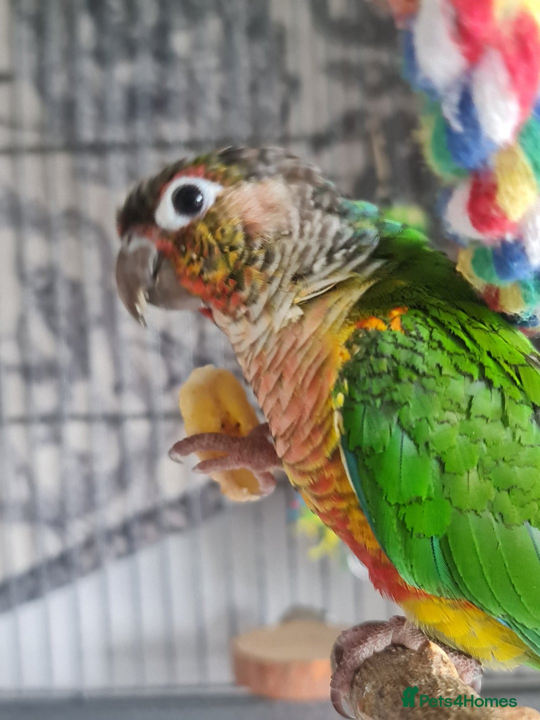 Conures birds for sale: Hand reared baby green cheeked conure - Image 2