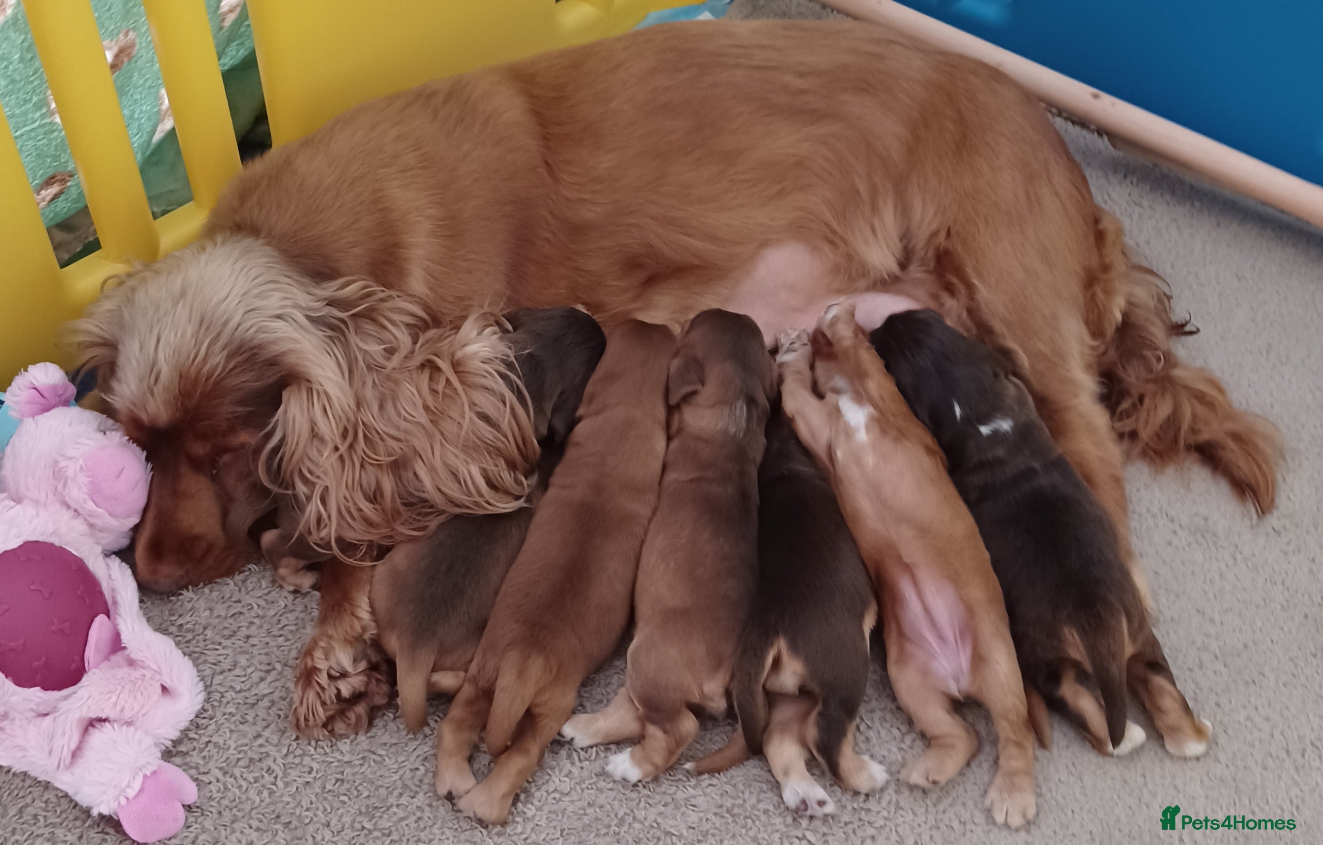 Cocker Spaniel dogs 🌟 OUTSTANDING KC SHOW COCKER SPANIELS 🌟 - Advert 2
