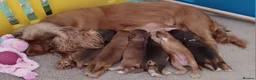 Cocker Spaniel dogs for sale: 🌟 OUTSTANDING KC SHOW COCKER SPANIELS 🌟 - Advert 7