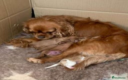 Cavalier King Charles Spaniel dogs for sale: Home trained Cavalier King Charles Spanniel - Advert 1