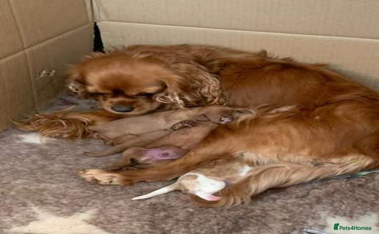 Cavalier King Charles Spaniel dogs Home trained Cavalier King Charles Spanniel - Advert 1