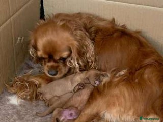 Cavalier King Charles Spaniel dogs Home trained Cavalier King Charles Spanniel - Advert 2