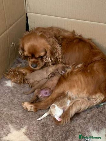 Cavalier King Charles Spaniel dogs Home trained Cavalier King Charles Spanniel - Advert 1