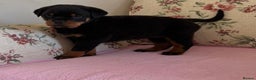 Rottweiler dogs for sale: Rottweiler puppies - Advert 5
