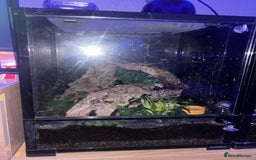 Gecko reptiles for sale: Male crested gecko  - Advert 4