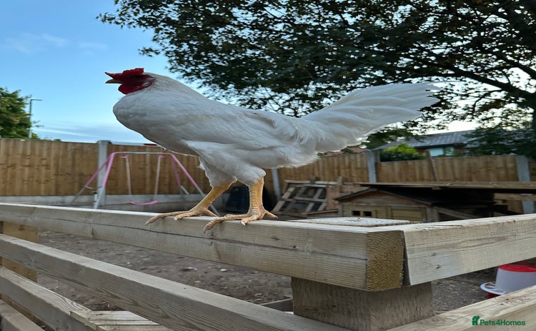 Chickens poultry - Advert 1