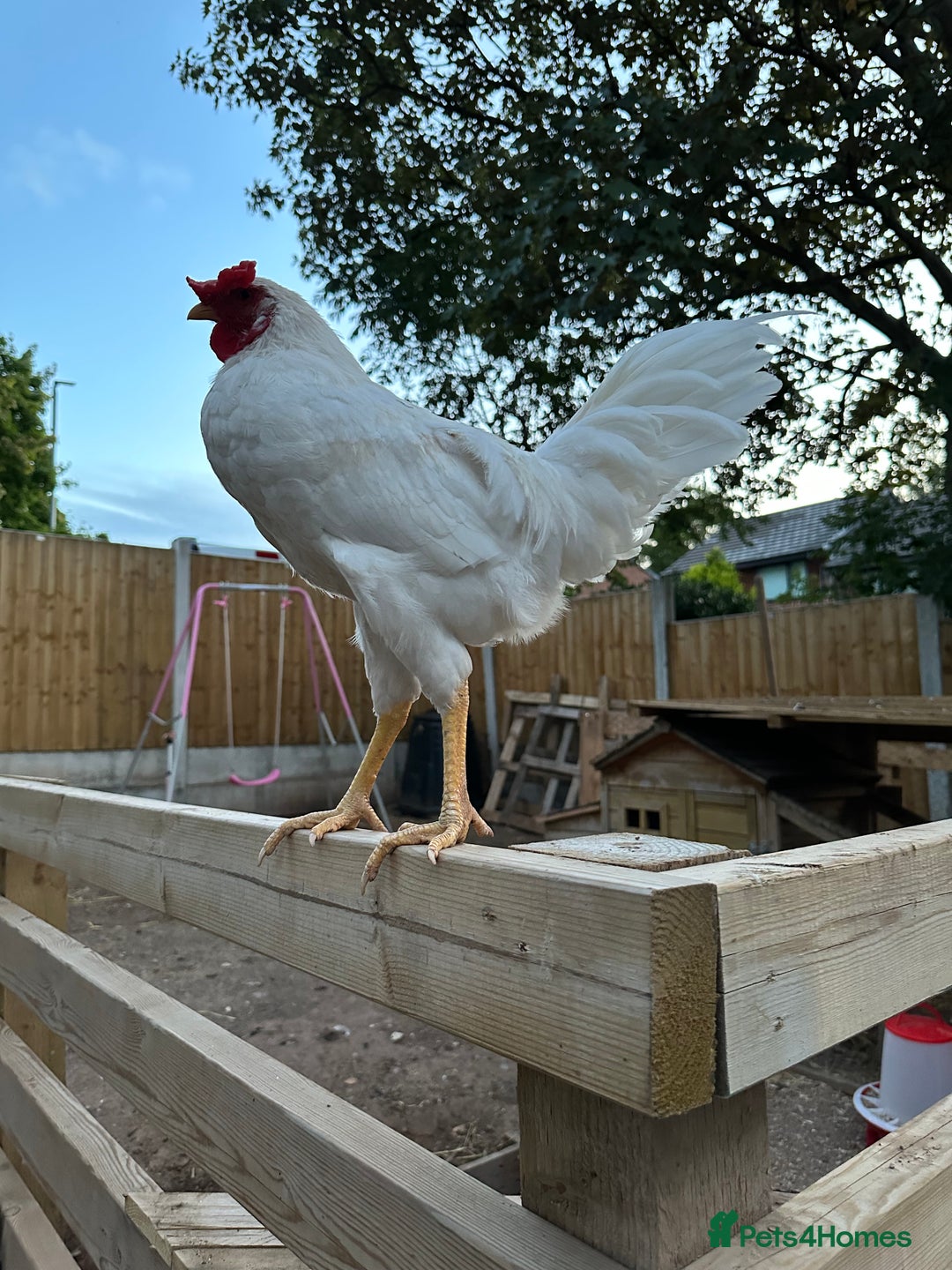 Chickens poultry for sale: 🚜 Small Flock Starter Pack-Up to 600 Eggs a Year! - Image 1