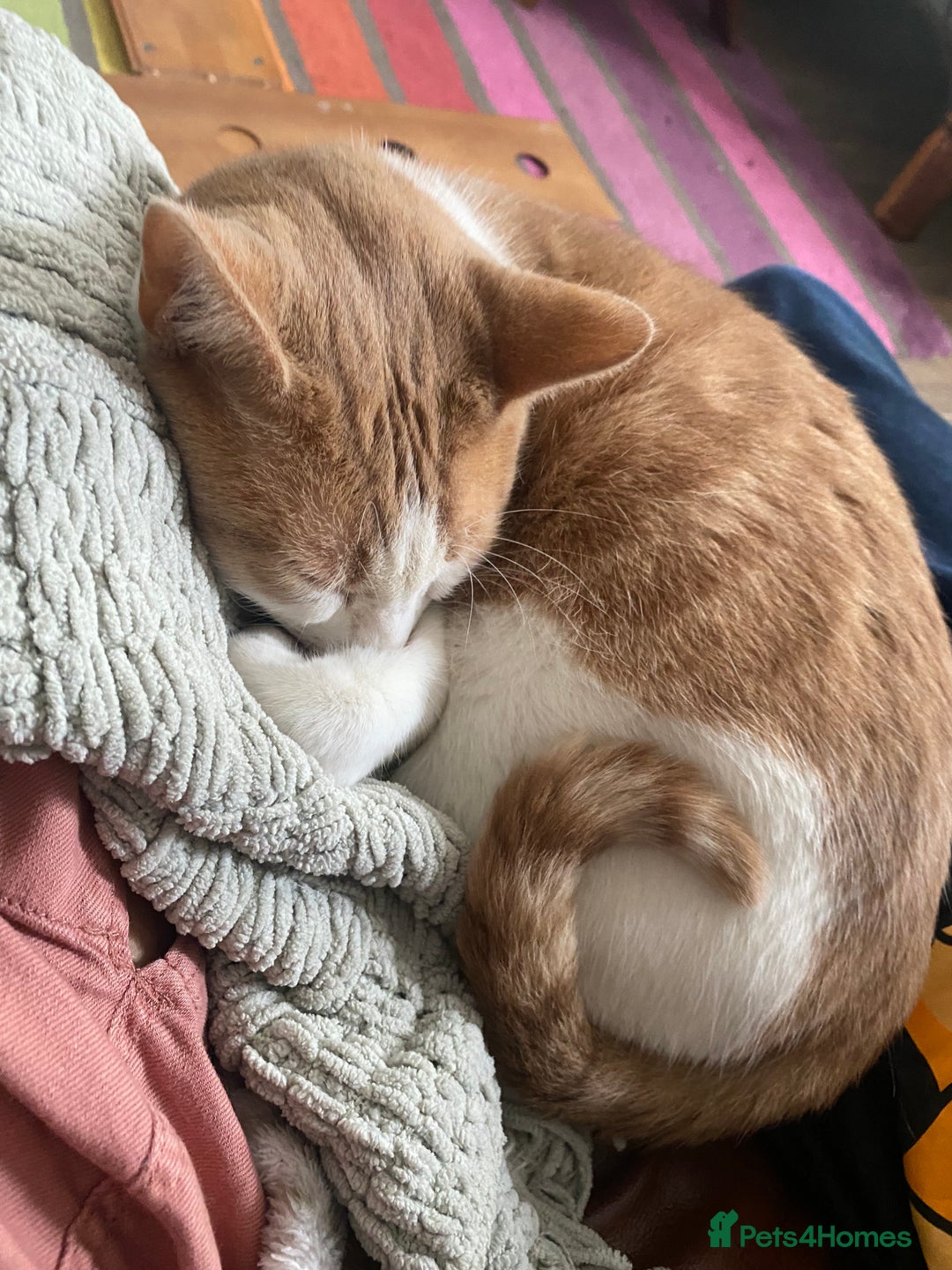 British Shorthair cats for sale: 💙Lovely 3 legged Tommy 💙 - Advert 2