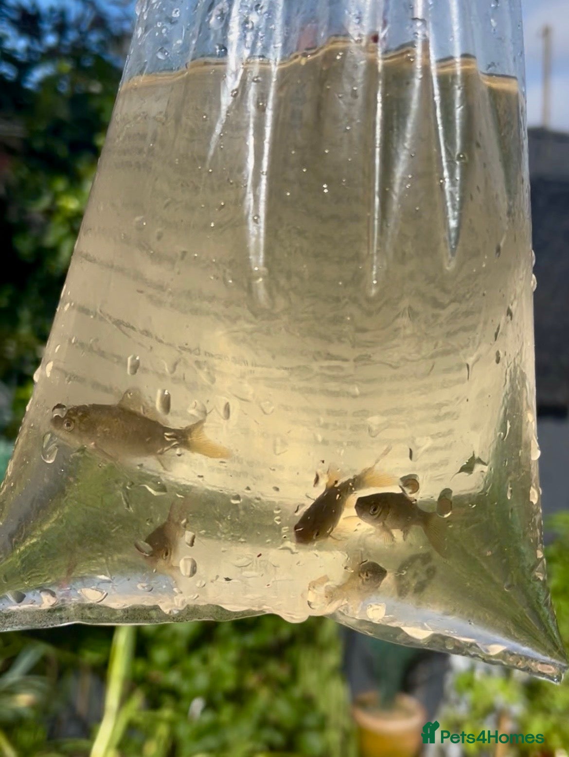 Pond Fish fish 5x Gold/Brown Healthy Pond Goldfish  - Advert 3