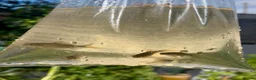 Pond Fish fish for sale: 5x Gold/Brown Healthy Pond Goldfish  in Havant - Advert 1
