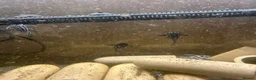 Plecos fish for sale: Zebra plecos  - Advert 10
