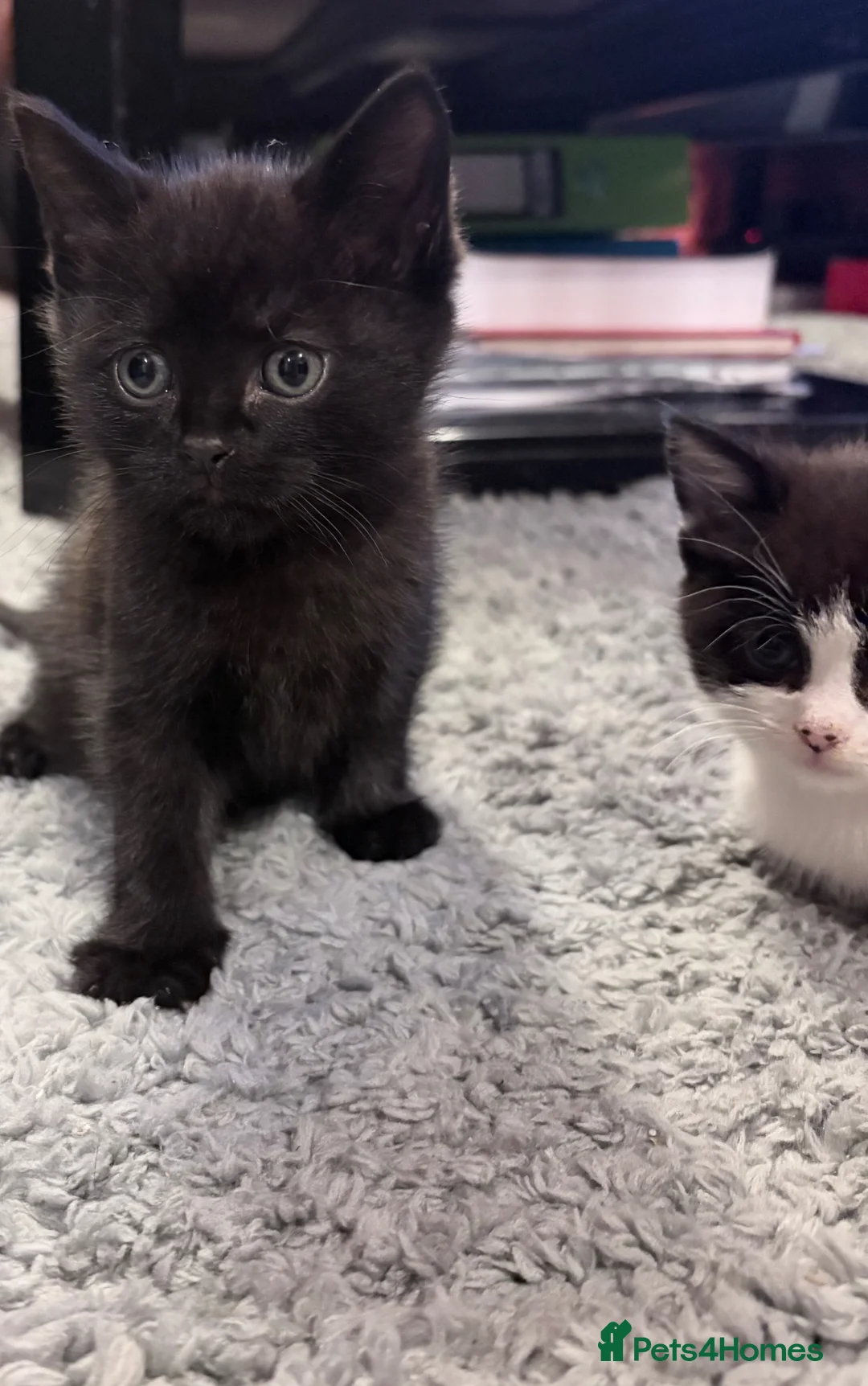 Mixed Breed cats for sale: 4 Black & White Kittens for sale - Advert 13