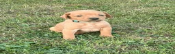 Mixed Breed dogs for sale: F1 Labrador x Vizsla Puppies - Advert 5