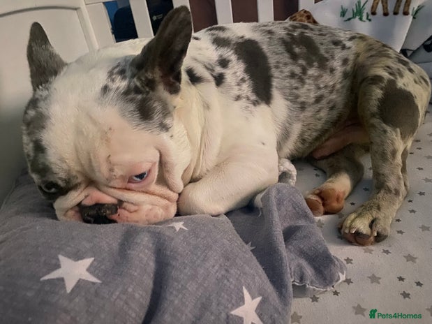 French Bulldog dogs French bulldog - Advert 1