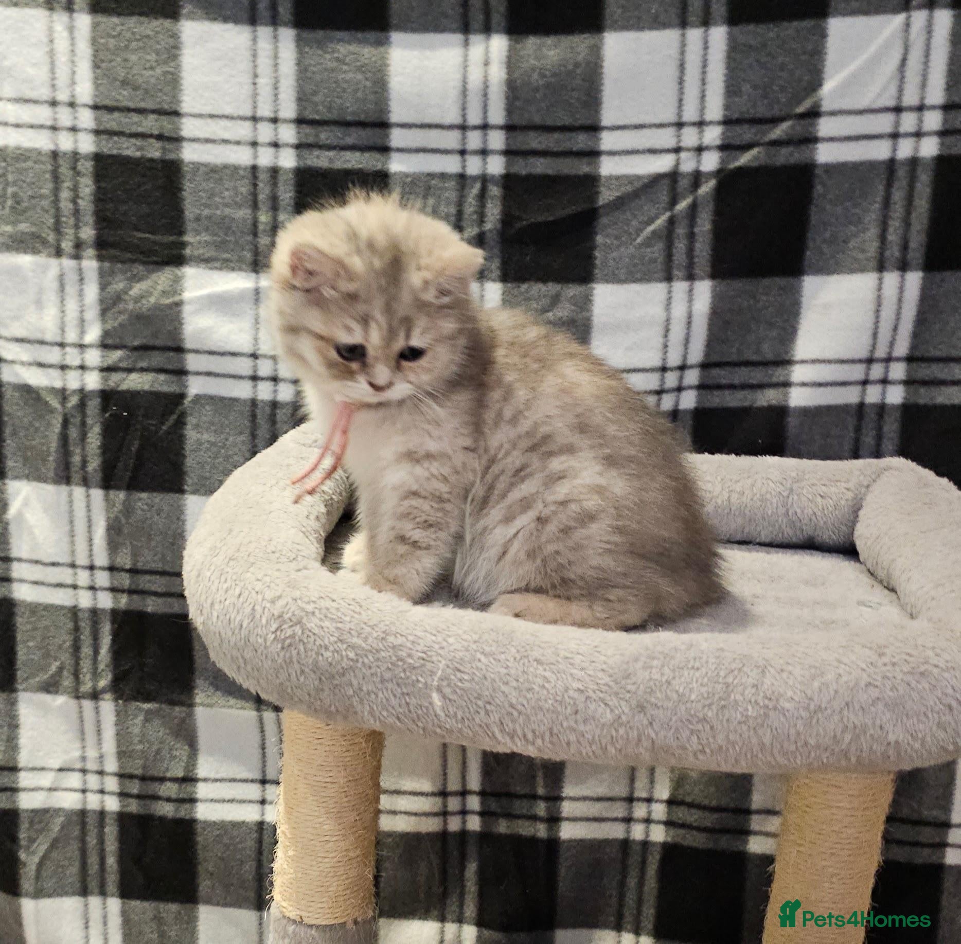 British Shorthair cats TICA registered blue golden spot female  - Advert 1