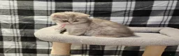 British Shorthair cats for sale: TICA registered blue golden  - Advert 12