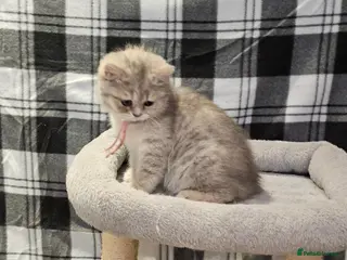 British Shorthair cats TICA registered blue golden spot female - Advert 1