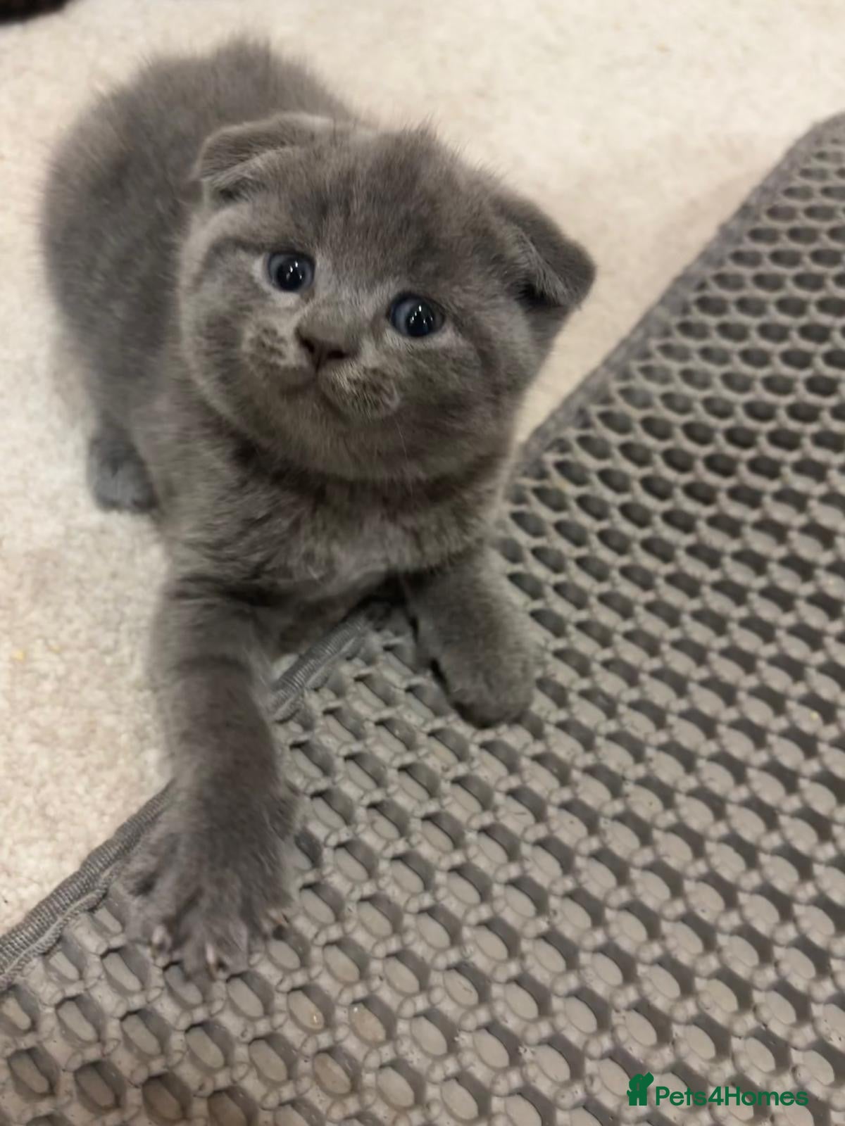 Scottish Fold cats Beautiful Scottish Fold Kittens - Advert 1