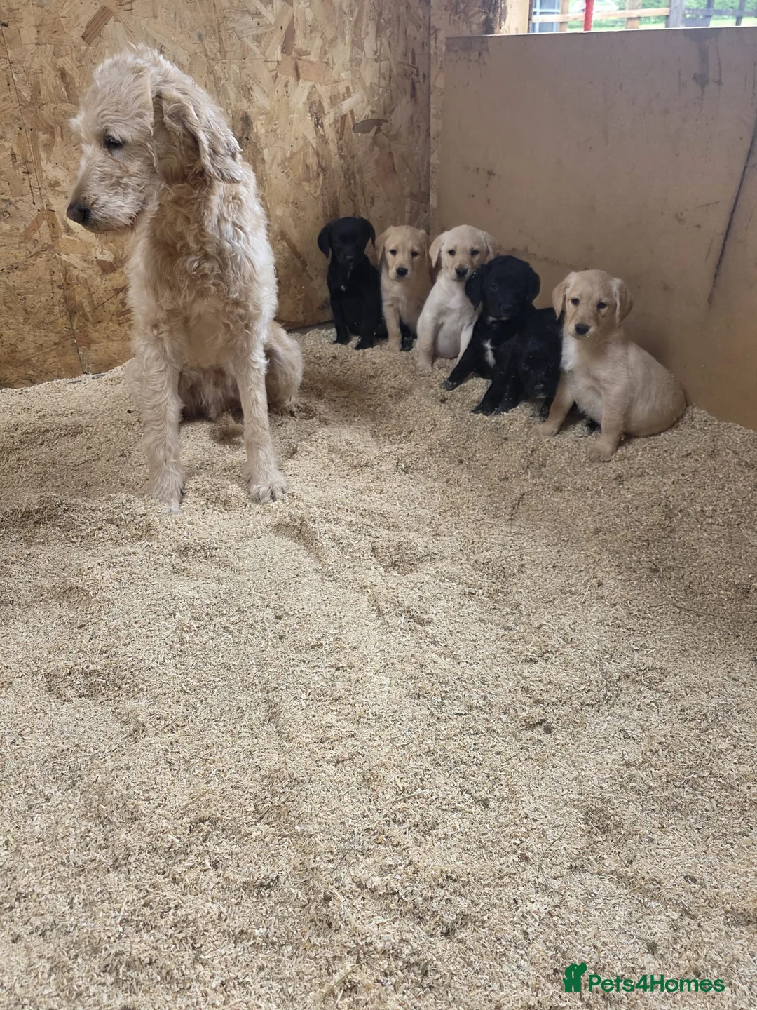Labradoodle dogs for sale: Gorgeous litter or Labradoodle Puppies - Advert 6