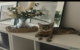 British Shorthair cats for sale: 3 beautiful tabby kittens with Maine coon  - Image 4