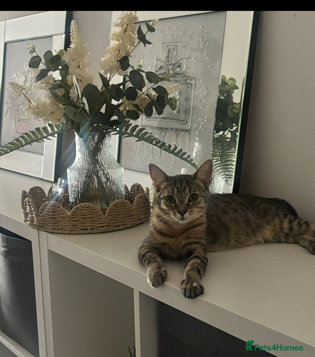 British Shorthair cats for sale: 3 beautiful tabby kittens with Maine coon  - Image 4