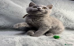 British Shorthair cats for sale: LAST 2 GCCF BSH Kittens – Ready NOW!! in Slough - Image 32
