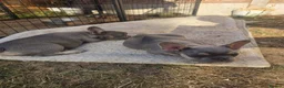 French Bulldog dogs for sale: Lovely French bulldog pups  in Studley - Advert 2