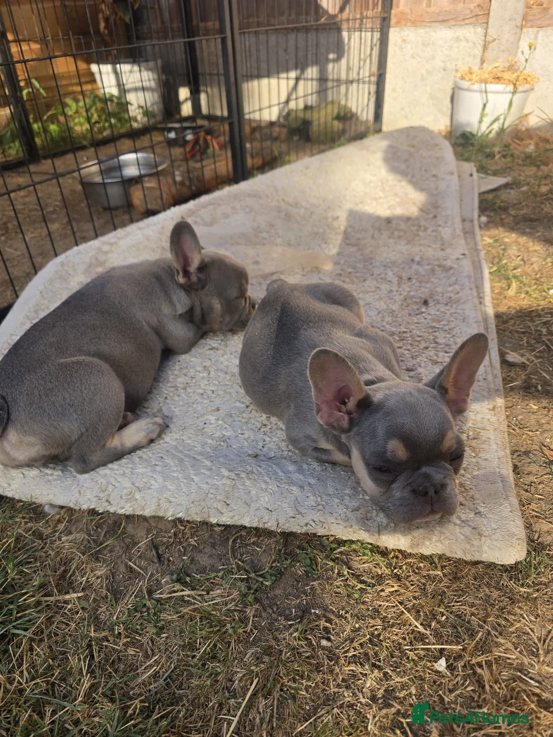 French Bulldog dogs for sale: Lovely French bulldog pups  in Studley - Advert 2