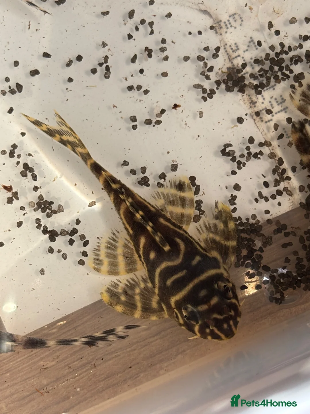 Plecos fish for sale: L333 Goldline sub adults Plecs.  - Advert 1