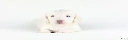 Miniature Dachshund dogs for sale: 🤍KC Reg Longhair miniature cream daschunds🤍 - Advert 22