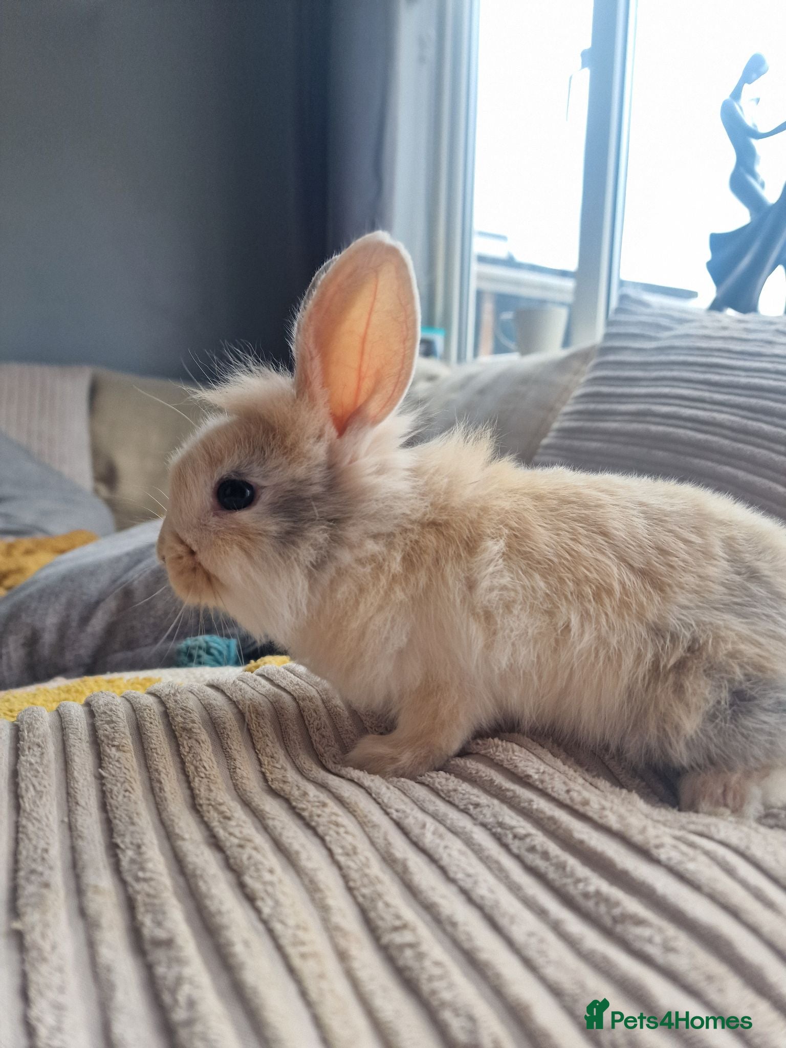 Mixed Breed rabbits Lion head mixed breed baby bunny forsale  - Advert 17