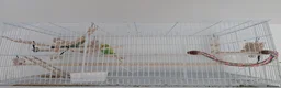 Budgerigars birds for sale: 2 budgies  - Advert 7