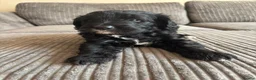 Goldendoodle dogs for sale: Superb Fully Health Tested Rare Goldendoodle Pups in Basingstoke - Advert 16