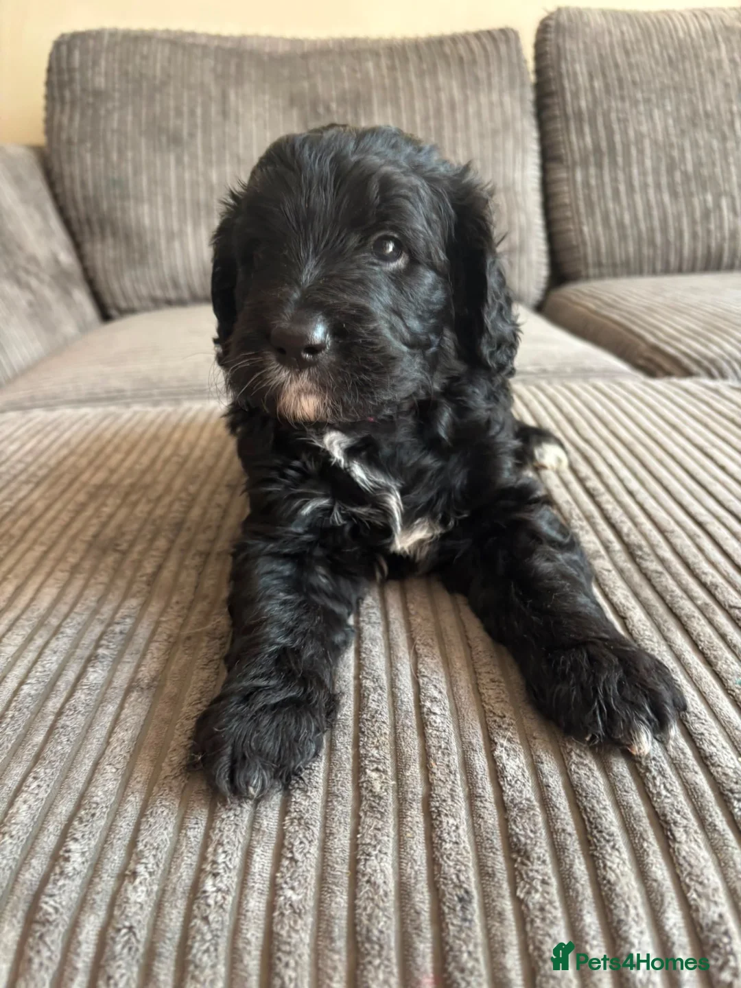 Goldendoodle dogs for sale: Superb Fully Health Tested Rare Goldendoodle Pups in Basingstoke - Advert 16