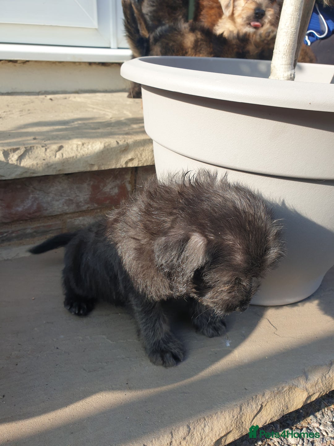Mixed Breed dogs for sale: Border Terrier x miniature Poodle  - Image 24