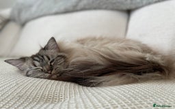 Ragdoll cats for sale: Stunning Ragdoll looking for a loving home 💕 - Image 3