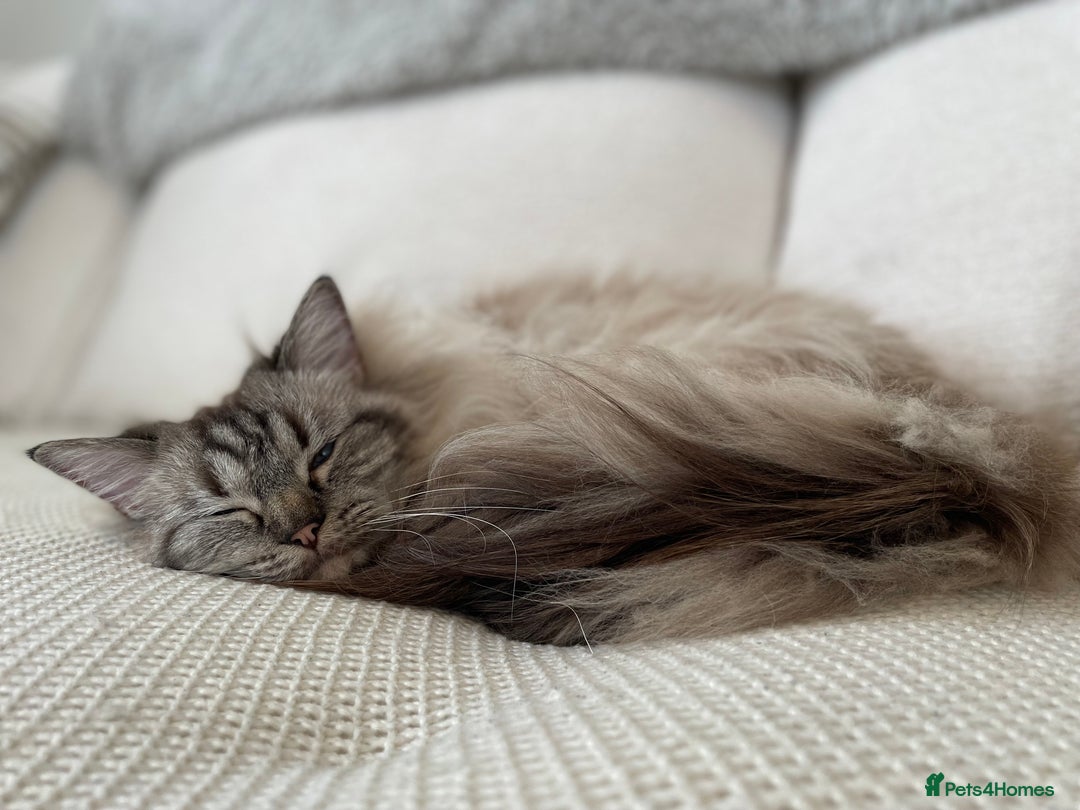 Ragdoll cats for sale: Stunning Ragdoll looking for a loving home 💕 - Image 3
