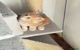 Maine Coon cats for sale: Pedigree fluffy Maine coon kittens - Image 11