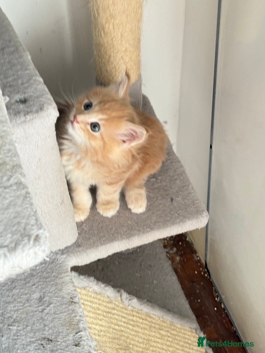 Maine Coon cats for sale: Pedigree fluffy Maine coon kittens - Image 11