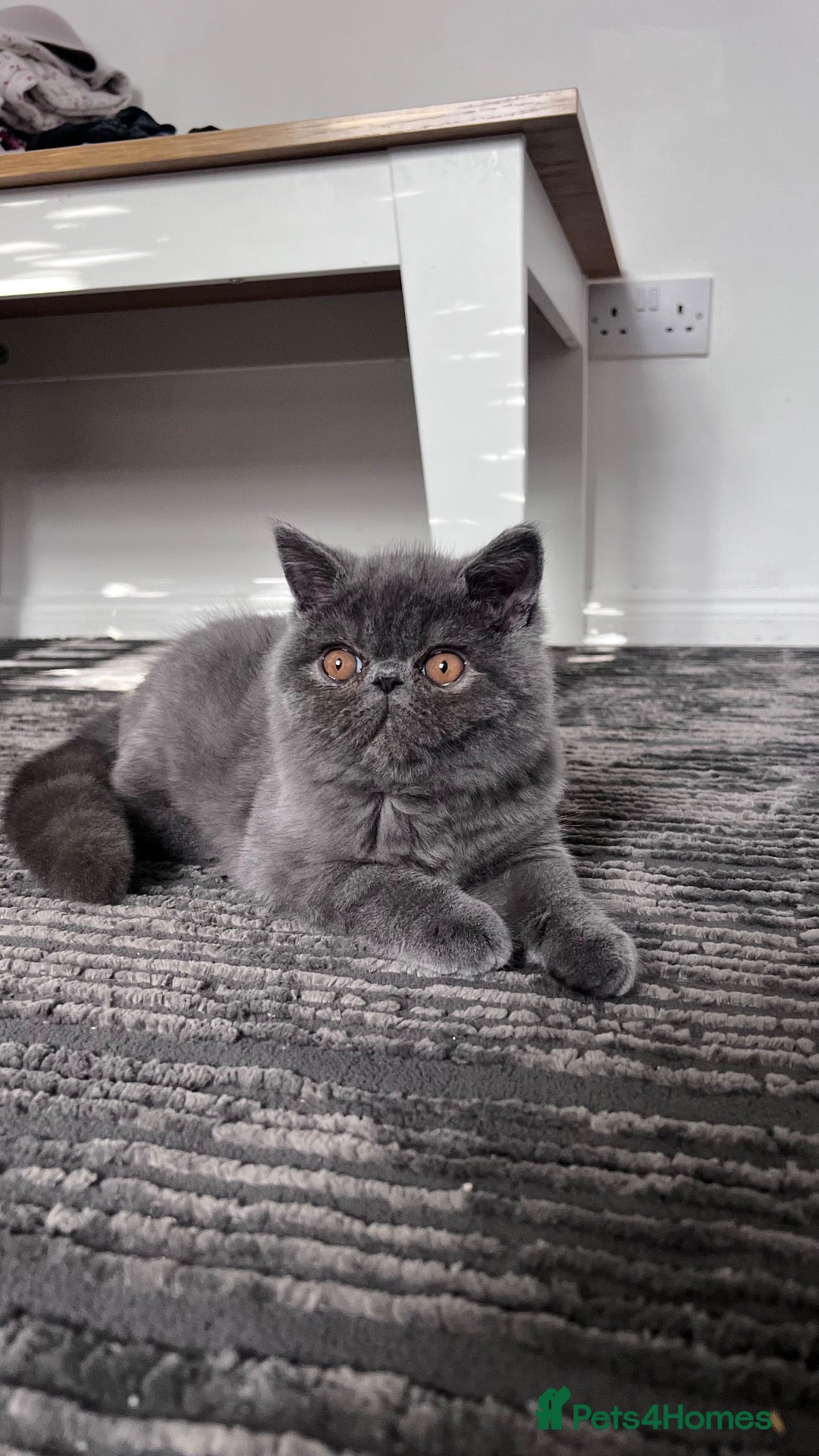 Exotic cats Grey Exotic kitten!  - Advert 10